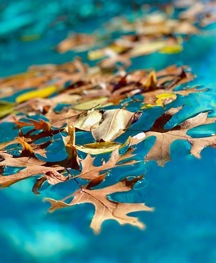 pool_leaf_catcher